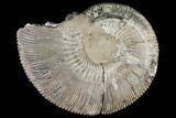 Fossil Ammonite (Kosmoceras) - Russia #117147-1